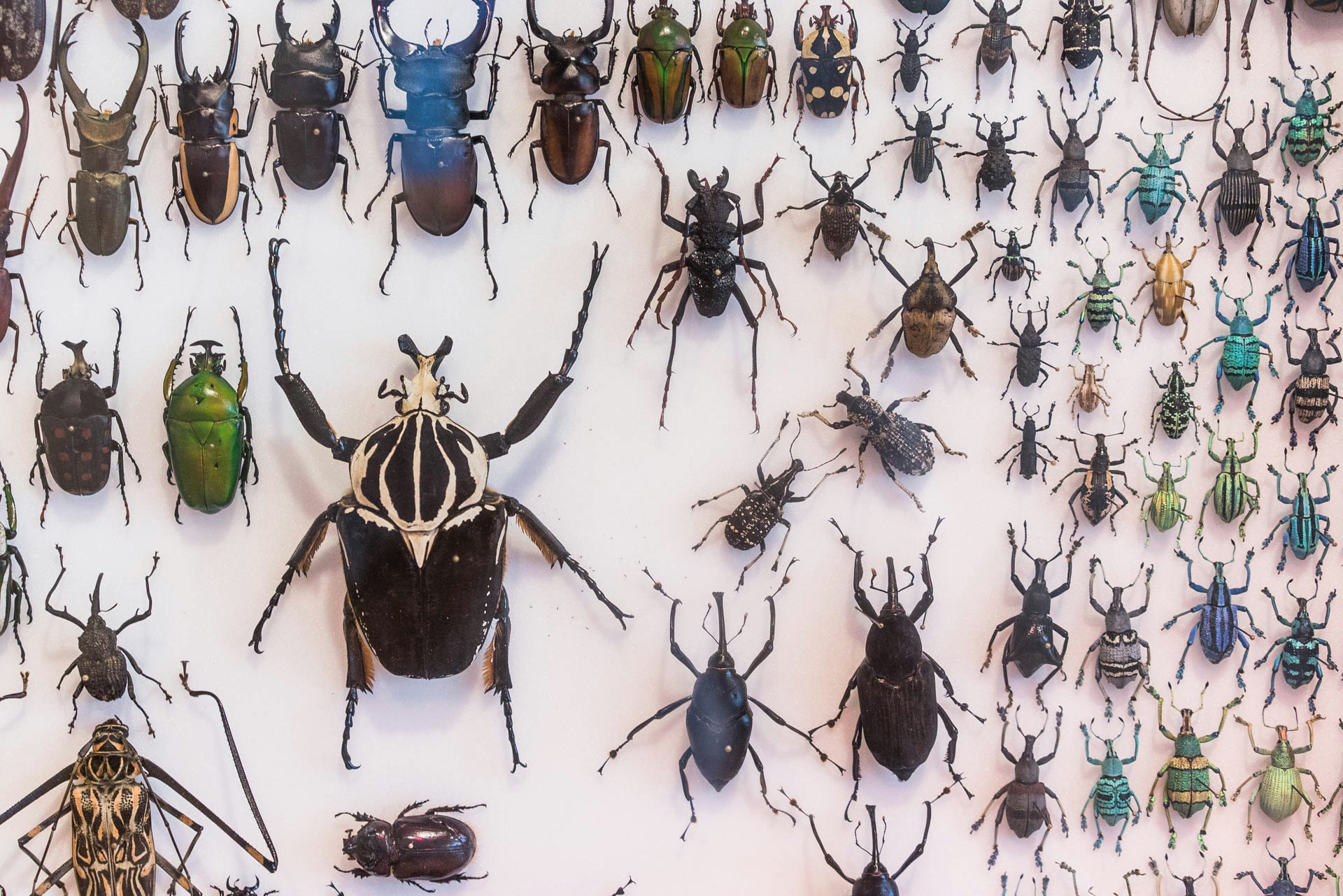 Blair Leano- Helvey bug collection